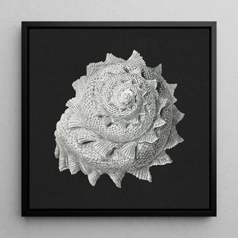 Star Shell - Ernst Haeckel Ocean Life Art Print / Canvas Black-framed Square Detailed Monochromatic Depiction Intricately Textured,