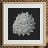 Star Shell - Ernst Haeckel Ocean Life Art Print / Canvas Detailed Black-and-white Photograph Textured Spiral Seashell Mounted Light,
