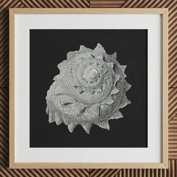 Star Shell - Ernst Haeckel Ocean Life Art Print / Canvas Detailed Black-and-white Photograph Textured Spiral Seashell Mounted Light,