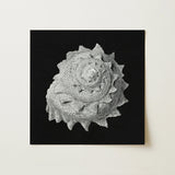 Star Shell - Ernst Haeckel Ocean Life Art Print / Canvas Detailed Monochromatic Sculpture Spiral Seashell Intricate Ridges Layered,