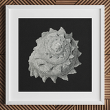 Star Shell - Ernst Haeckel Ocean Life Art Print / Canvas Detailed Monochromatic Print Textured Seashell Grayscale Framed Clean Ernst