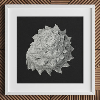 Star Shell - Ernst Haeckel Ocean Life Art Print / Canvas Detailed Monochromatic Textured Seashell Grayscale Framed Clean, Molluscan