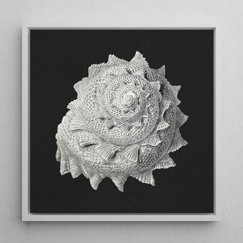 Star Shell - Ernst Haeckel Ocean Life Art Print / Canvas Detailed Monochromatic Print Textured Seashell Grayscale Tones Framed Ernst