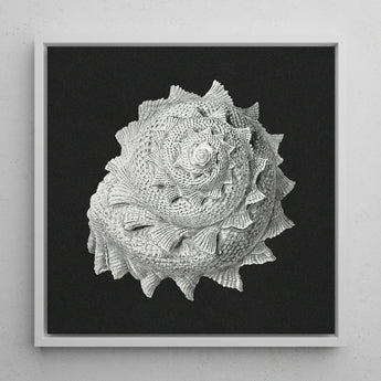 Star Shell - Ernst Haeckel Ocean Life Art Print / Canvas Detailed Monochromatic Textured Seashell Grayscale Tones Framed, Molluscan