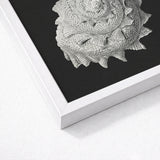 Star Shell - Ernst Haeckel Ocean Life Art Print / Canvas Detailed Textured Gray Seashell Artwork Sleek White Frame, Molluscan Architecture