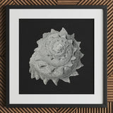 Star Shell - Ernst Haeckel Ocean Life Art Print / Canvas Detailed Textured Gray Seashell Sculpture Black Frame Dark, Molluscan Architecture