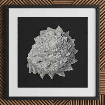 Star Shell - Ernst Haeckel Ocean Life Art Print / Canvas Detailed Textured Gray Seashell Sculpture Black Frame Dark, Molluscan Architecture