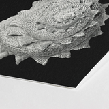 Star Shell - Ernst Haeckel Ocean Life Art Print / Canvas Detailed Textured Silver Black Paper, Molluscan Architecture Prints