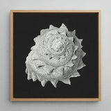Star Shell - Ernst Haeckel Ocean Life Art Print / Canvas Detailed Textured White Seashell Sculpture Mounted Light Wood, Molluscan