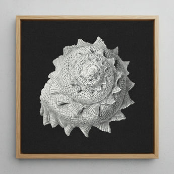 Star Shell - Ernst Haeckel Ocean Life Art Print / Canvas Detailed Textured White Seashell Sculpture Mounted Light Wood, Molluscan