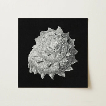 Star Shell - Ernst Haeckel Ocean Life Art Print / Canvas Detailed Monochromatic Sculpture Spiral Seashell Intricate Ridges Layered
