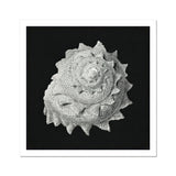 Star Shell - Ernst Haeckel Ocean Life Art Print / Canvas Spiral Seashell Intricate Textured Ridges Photographed Black White, Molluscan