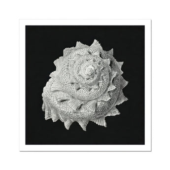 Star Shell - Ernst Haeckel Ocean Life Art Print / Canvas Spiral Seashell Intricate Textured Ridges Photographed Black White, Molluscan