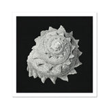 Star Shell - Stampa artistica di vita oceanica di Ernst Haeckel / Canvas, 12x12’’ / 31x31cm / Senza cornice / Bordo bianco, Posters Prints & Visual Artwork,