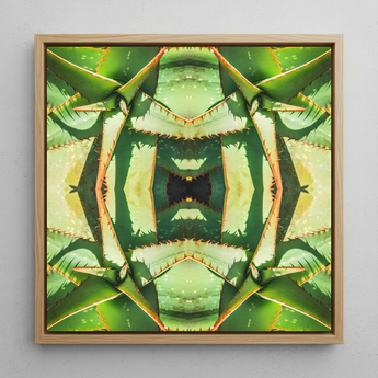 Starry-eyed - Trippy Succulent Op Art Print / Canvas, 12x12’’ / 31x31cm / Natural Frame, Posters Prints & Visual Artwork, Toby Leon