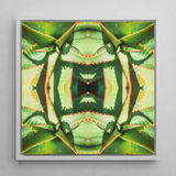 Starry-eyed - Trippy Succulent Op Art Print / Canvas, 12x12’’ / 31x31cm / White Frame, Posters Prints & Visual Artwork, Toby Leon
