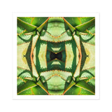 Starry-eyed - Impression d’art optique psychédélique de succulente sur toile / 12x12’’ / 31x31cm / Sans cadre / Bordure blanche, Posters Prints & Visual Artwork, Toby