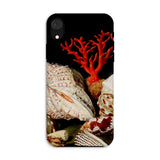 Still Life with Shells & Corals - Jacques Linard Phone Case Iphone Xr / Matte Seashell-themed Phone Case Red Coral Antlers, Velvet Black