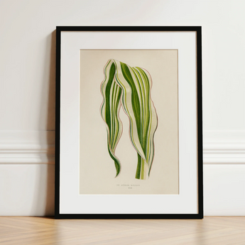 Striped Maize - Benjamin Fawcett Botanical Art Print / Canvas, 12x16’’ / 31x41cm / Black Frame / Matboard, Posters Prints & Visual Artwork,
