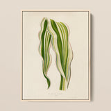 Striped Maize - Benjamin Fawcett Botanical Art Print / Canvas, 12x16’’ / 31x41cm / Natural Frame, Posters Prints & Visual Artwork, Toby Leon