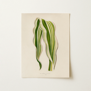 Striped Maize - Benjamin Fawcett Botanical Art Print / Canvas, 12x16’’ / 31x41cm / Unframed / no Border, Posters Prints & Visual Artwork,
