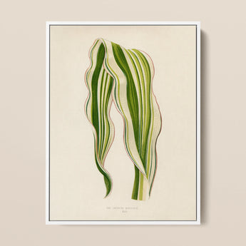 Striped Maize - Benjamin Fawcett Botanical Art Print / Canvas, 12x16’’ / 31x41cm / White Frame, Posters Prints & Visual Artwork, Toby Leon