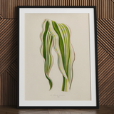 Striped Maize - Benjamin Fawcett Botanical Art Print / Canvas, 24x32’’ / 61x81cm / Black Frame / Matboard, Posters Prints & Visual Artwork,