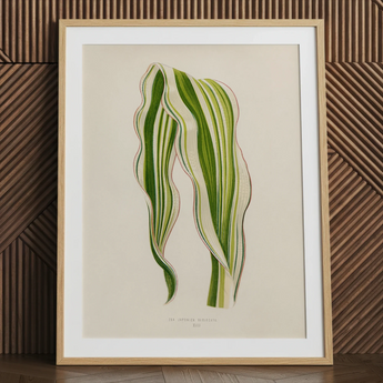 Striped Maize - Benjamin Fawcett Botanical Art Print / Canvas, 24x32’’ / 61x81cm / Natural Frame / Matboard, Posters Prints & Visual