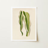 Striped Maize - Benjamin Fawcett Botanical Art Print / Canvas Framed Illustration Two Elegant Wavy Leaves Stripes Fawcett’s, Victorian