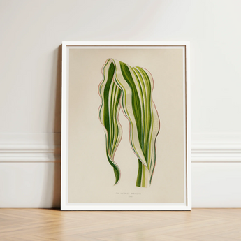 Striped Maize - Benjamin Fawcett Botanical Art Print / Canvas Framed Illustration Two Green Leaves Beige Fawcett’s, Victorian Masterpiece,