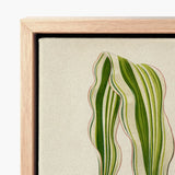 Striped Maize - Benjamin Fawcett Botanical Art Print / Canvas Framed Artwork Stylized Illustration Green Cream Fawcett’s, Victorian