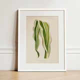 Striped Maize - Benjamin Fawcett Botanical Art Print / Canvas Framed Botanical Illustration Striped Green Leaves White Frame Benjamin