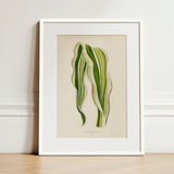 Striped Maize - Benjamin Fawcett Botanical Art Print / Canvas Framed Illustration Green Leaves White Frame Fawcett’s, Victorian