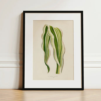Striped Maize - Benjamin Fawcett Botanical Art Print / Canvas Framed Illustration Two Elegant Green Leaves Fawcett’s, Victorian