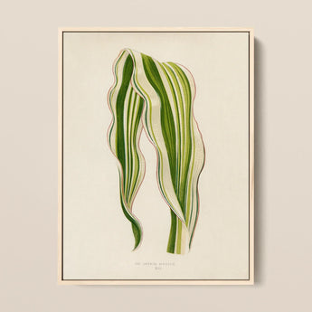 Striped Maize - Benjamin Fawcett Botanical Art Print / Canvas Framed Botanical Illustration Two Elegantly Curved Leaves Stripes Benjamin