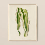 Striped Maize - Benjamin Fawcett Botanical Art Print / Canvas Framed Illustration Two Elegantly Curved Leaves Stripes Fawcett’s, Victorian