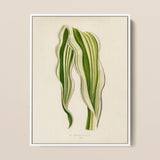 Striped Maize - Benjamin Fawcett Botanical Art Print / Canvas Framed Botanical Illustration Two Elegantly Curved Leaves Vibrant Benjamin