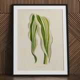 Striped Maize - Benjamin Fawcett Botanical Art Print / Canvas Framed Illustration Two Variegated Green Leaves Delicate Fawcett’s, Victorian