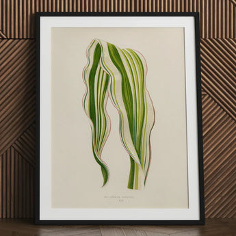 Striped Maize - Benjamin Fawcett Botanical Art Print / Canvas Framed Illustration Two Variegated Green Leaves Delicate Fawcett’s, Victorian