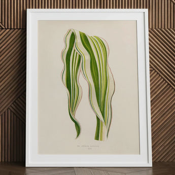 Striped Maize - Benjamin Fawcett Botanical Art Print / Canvas Framed Illustration Zamioculcas Zamiifolia Leaf Rendered Intricate Fawcett’s,