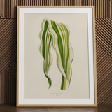 Striped Maize - Benjamin Fawcett Botanical Art Print / Canvas Framed Botanical Illustration Zamioculcas Zamiifolia Plant Elegant Wavy