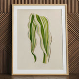 Striped Maize - Benjamin Fawcett Botanical Art Print / Canvas Framed Illustration Zamioculcas Zamiifolia Plant Elegant Wavy Fawcett’s,
