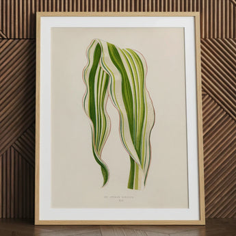 Striped Maize - Benjamin Fawcett Botanical Art Print / Canvas Framed Illustration Zamioculcas Zamiifolia Plant Elegant Wavy Fawcett’s,