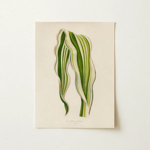 Striped Maize - Benjamin Fawcett Botanical Art Print / Canvas Rectangular Illustration Two Green Fawcett’s, Victorian Masterpiece,