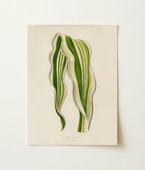 Rectangular Art Print Botanical Illustration Two Striped Green Benjamin Fawcett’s Maize, Victorian Masterpiece, 19th-century Natural History