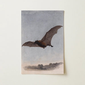 Study of a Vampire Bat - Samuel Howitt Art Print / Canvas 12x18’’ / 31x46cm / Unframed / no Border Vintage-style Printed Illustration Brown