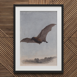 Study of a Vampire Bat - Samuel Howitt Art Print / Canvas Black Framed Bat Print Wall Vampire Bat, Samuel Howitt, Art