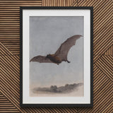 Study of a Vampire Bat - Samuel Howitt Art Print / Canvas Black Framed Wall, Prints