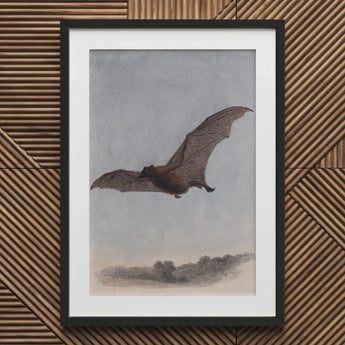 Study of a Vampire Bat - Samuel Howitt Art Print / Canvas Black Framed Wall, Prints