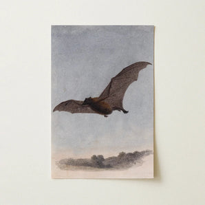 Study of a Vampire Bat - Samuel Howitt Art Print / Canvas Vintage-style Printed Illustration Brown Mid-flight Rendered Detailed, Prints